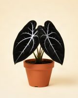 Alocasia reginula 'Black Velvet'