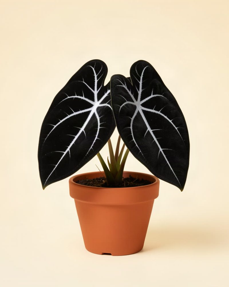 Alocasia reginula 'Black Velvet'