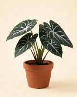 Anthurium clarinervium