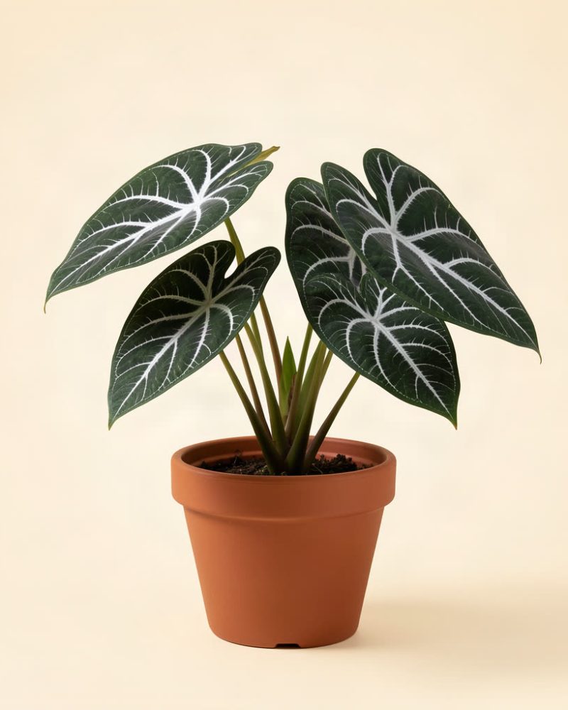 Anthurium clarinervium