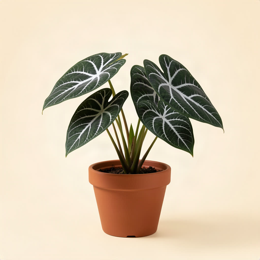 Anthurium clarinervium