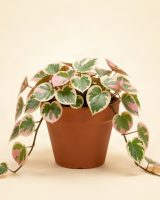 Hoya carnosa 'Krimson Queen'