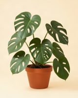 Monstera adansonii