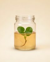 Philodendron — Tissue Culture Starter